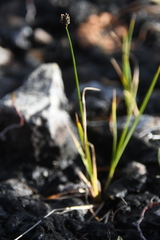 Carex holostoma