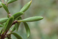 Coprosma pseudocuneata