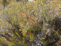 Passerina galpinii