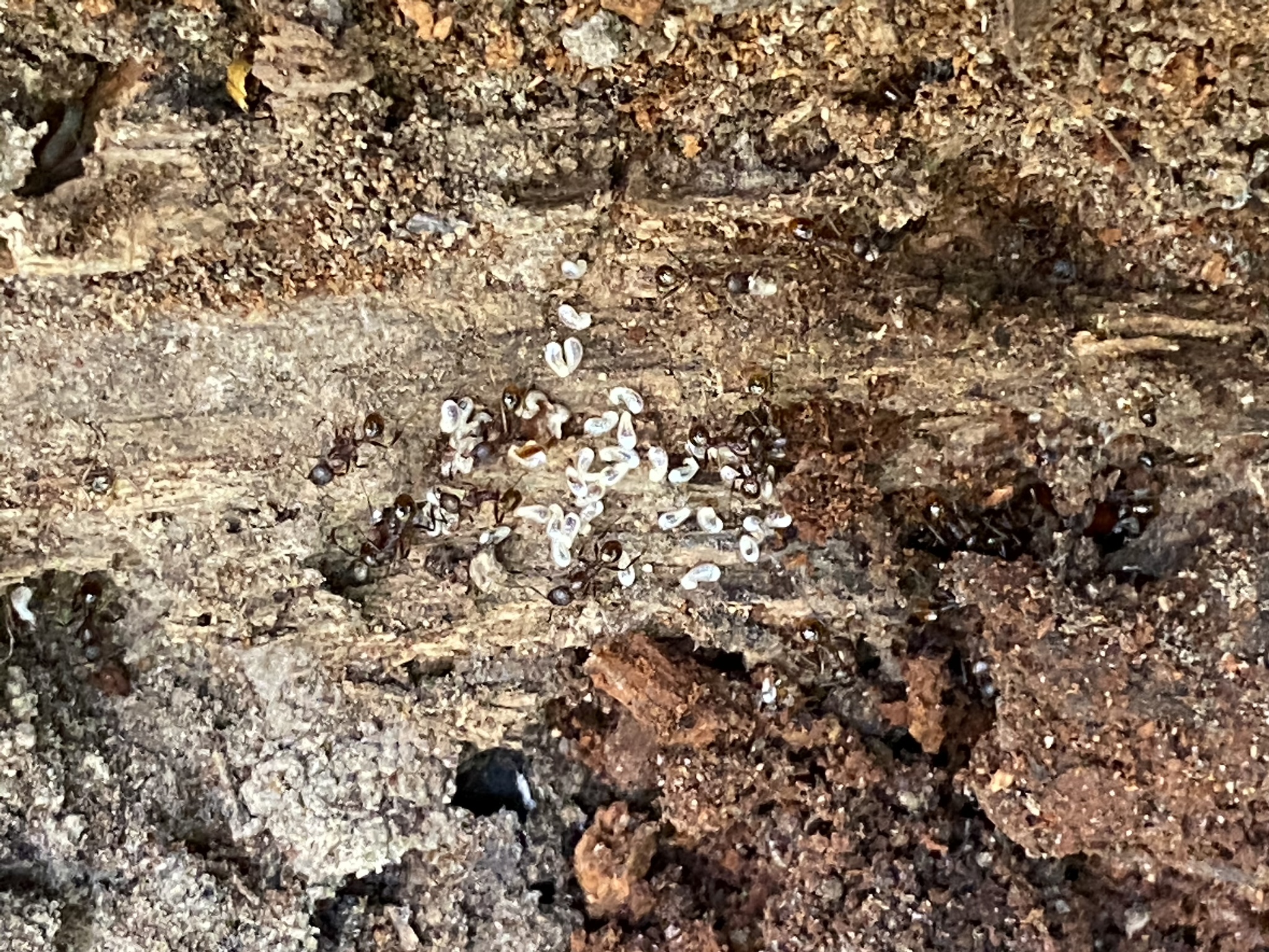 Aphaenogaster fulva