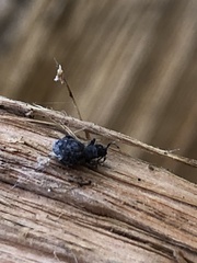 Myosides seriehispidus