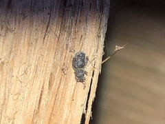 Myosides seriehispidus