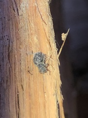 Myosides seriehispidus