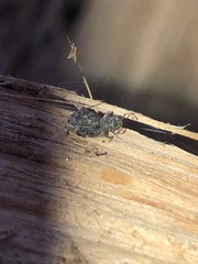 Myosides seriehispidus