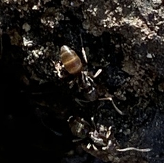 Lasius