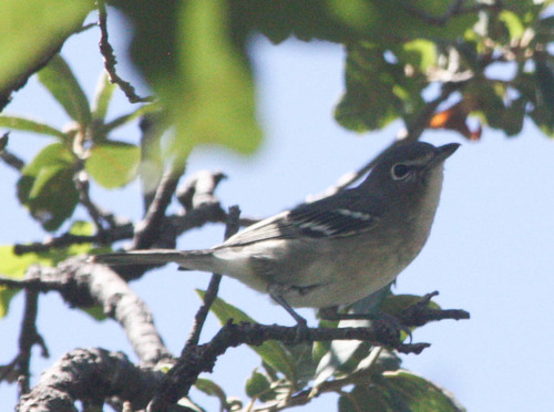 Vireo plumbeus