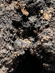 Lasius