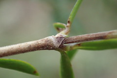 Coprosma pseudocuneata