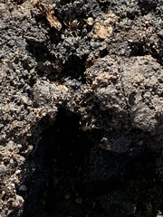 Lasius