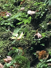 Adiantum aleuticum aleuticum