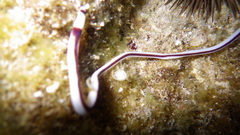 Baseodiscus hemprichii