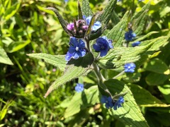 Pentaglottis sempervirens