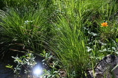 Carex nigra juncea