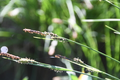 Carex nigra juncea