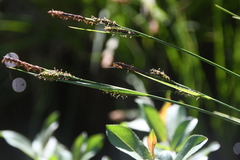 Carex nigra juncea