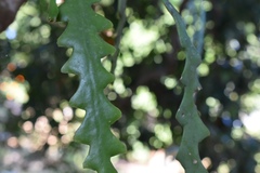 Disocactus anguliger