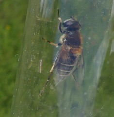 Eristalis jugorum