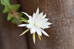 Disocactus anguliger