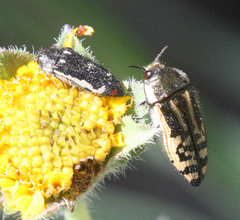 Acmaeodera amabilis