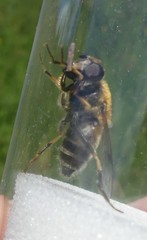 Eristalis jugorum