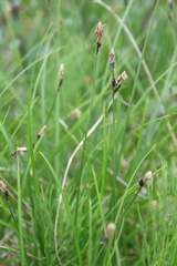 Carex nigra juncea