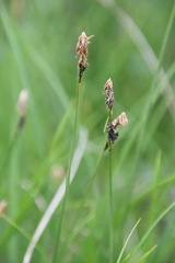 Carex nigra juncea