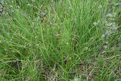 Carex nigra juncea