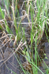Carex nigra juncea