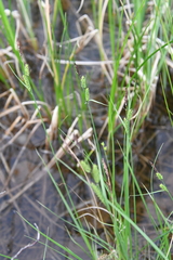 Carex nigra juncea