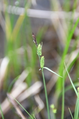 Carex nigra juncea