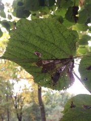 Phyllonorycter issikii