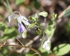 Trichostema arizonicum