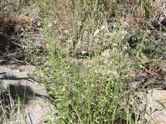 Trichostema arizonicum