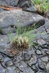 Carex nigra juncea