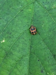 Harmonia axyridis