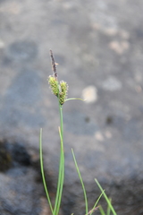 Carex nigra juncea