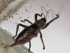 Nesoecia nigrispina