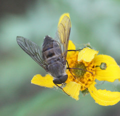 Esenbeckia