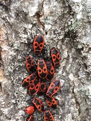 Pyrrhocoris apterus