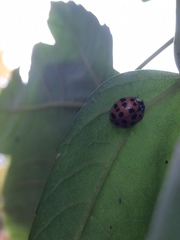 Harmonia axyridis