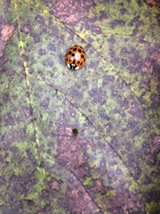 Harmonia axyridis
