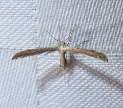 Lioptilodes albistriolatus