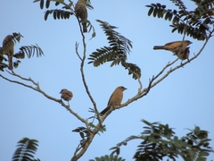 Agelaioides fringillarius