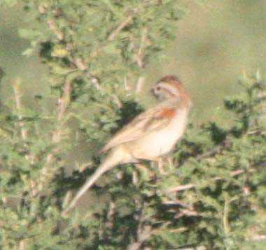 Peucaea carpalis