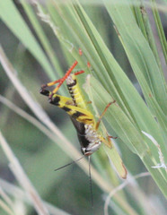 Boopedon flaviventris