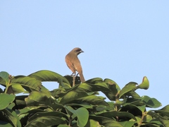 Agelaioides fringillarius