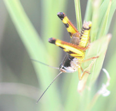 Boopedon flaviventris