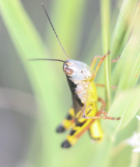 Boopedon flaviventris