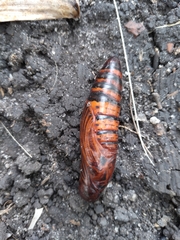 Lepidoptera