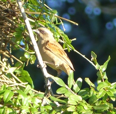 Agelaioides fringillarius